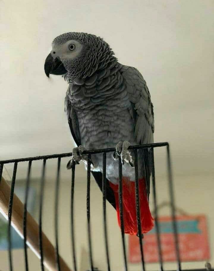 African Grey Parrots for online sale