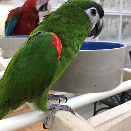 Hahns Macaw Parrots For online sale