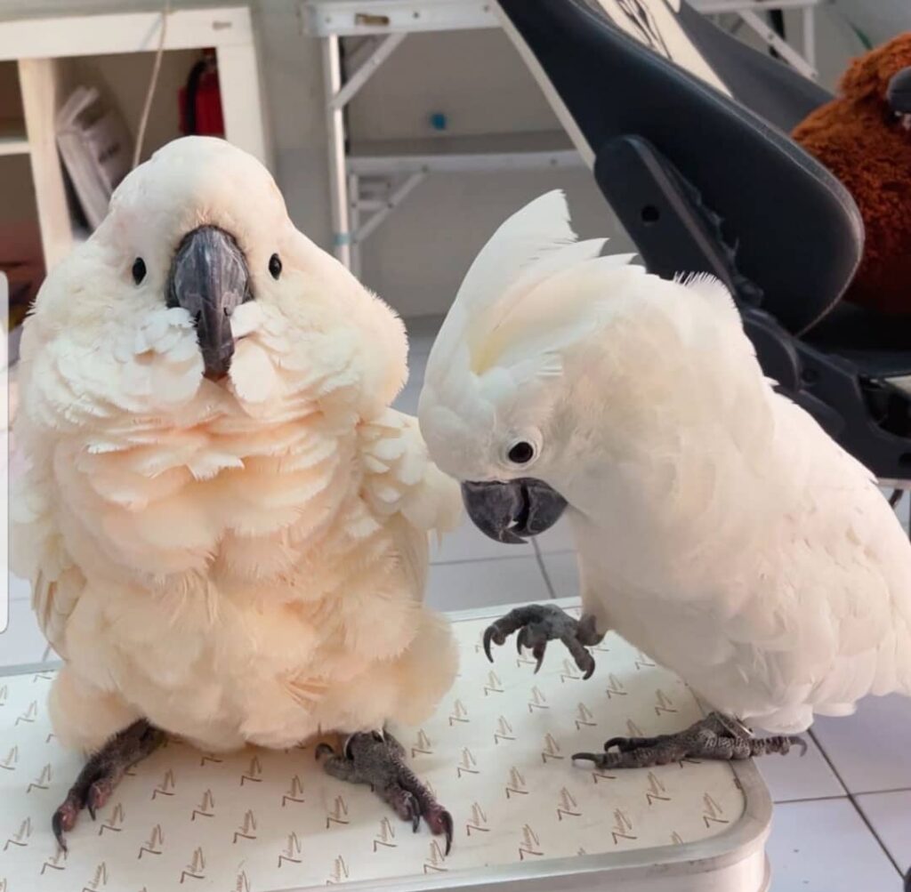 Salmon-crested cockatoo For online sale