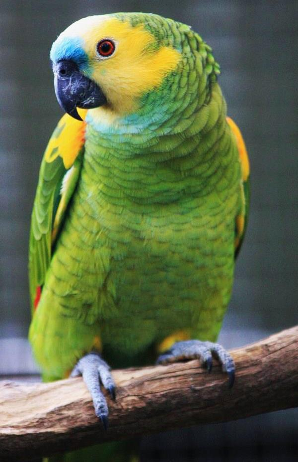 Amazon Parrots For online sale